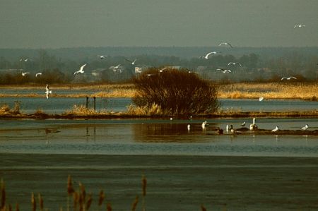 Kliknij by zobaczy� oryginalny obraz