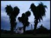 domet_topolowy.jpg